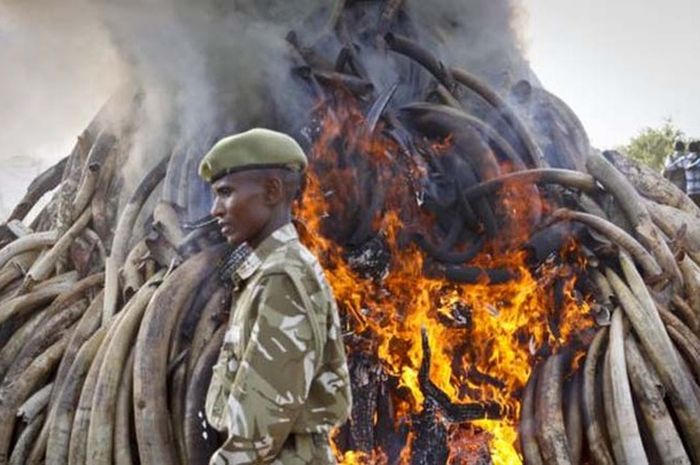 Perburuan Gajah di Afrika Selatan