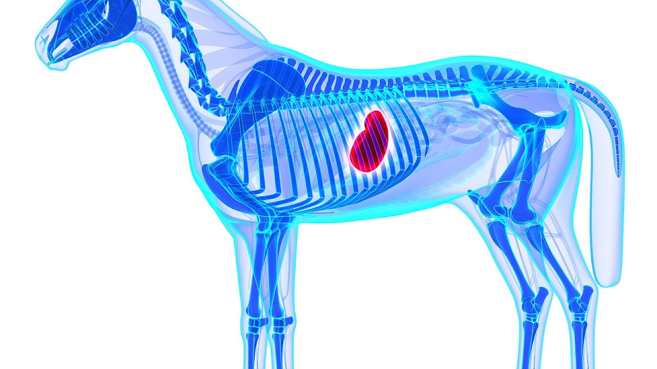 How To Treat Ulcers In Horses