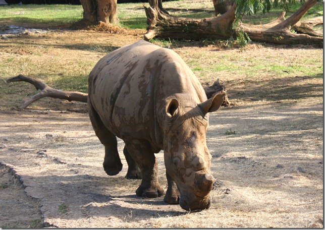 whiterhino