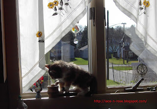 Cute calico tiger kitten in window