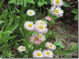 margaritas flores (10)