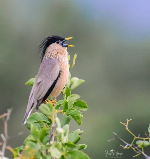 বাংলাদেশের পাখির ছবি ডাউনলোড করুন