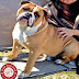 Kona - Nine Months old English Bulldog