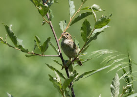 Henslow's Sparrow - Sharonville SGA, Michigan, USA