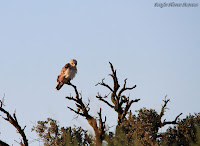 Águila Culebrera.