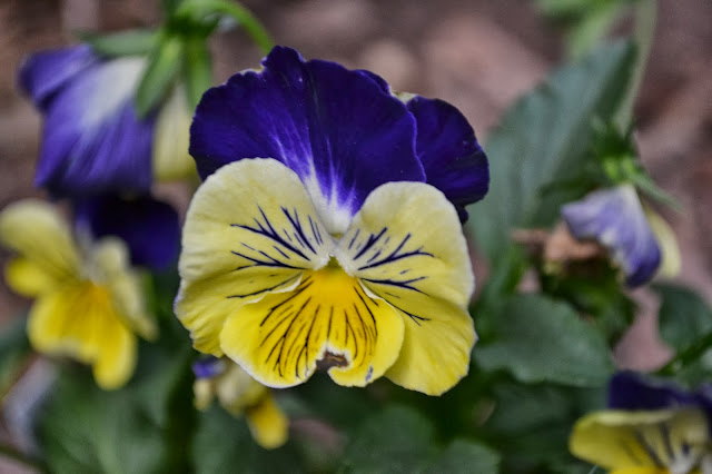 pansies, violas, http://growingdays.blogspot.com