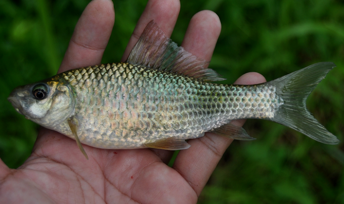 Essen Ikan Nilem