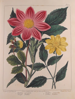 Plate 19: Dahlia Pinnata and Dahlia Crocata