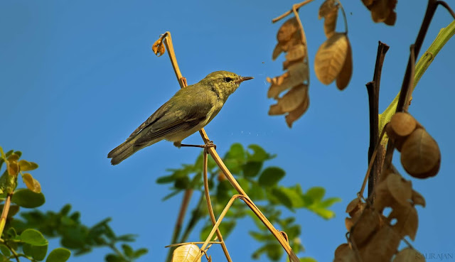 Green warbler Valley School Bangalore Birding
