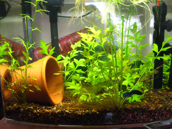 Spiffy Pet Products Betta Fish Tank  Setup  Ideas  That Make 