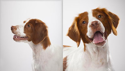 Brittany Dog Picture