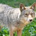 20 Facts You Did Not Know About Coyotes!