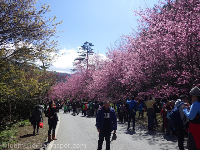 Wuling Farm cherry blossoms