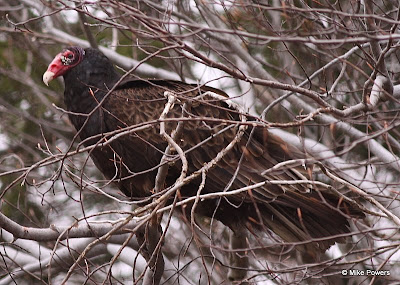 Turkey Vulture