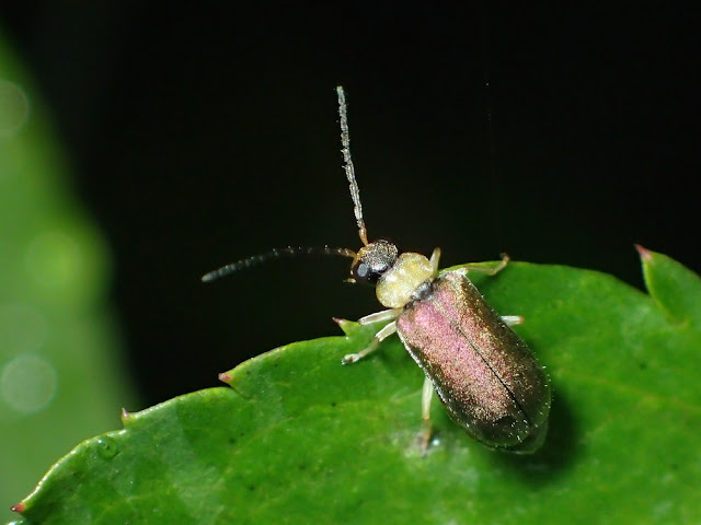 Apophylia sp