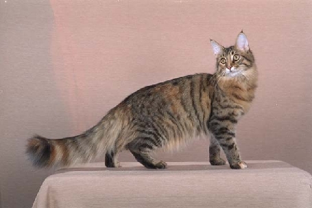  Maine Coon