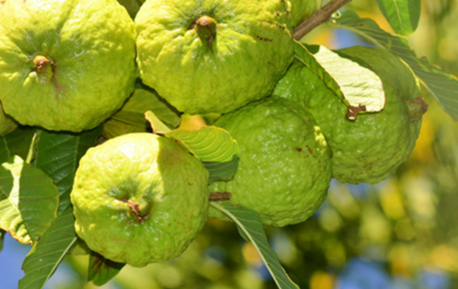 Hojas De Guayaba