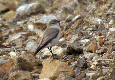 patagonian tyrnat