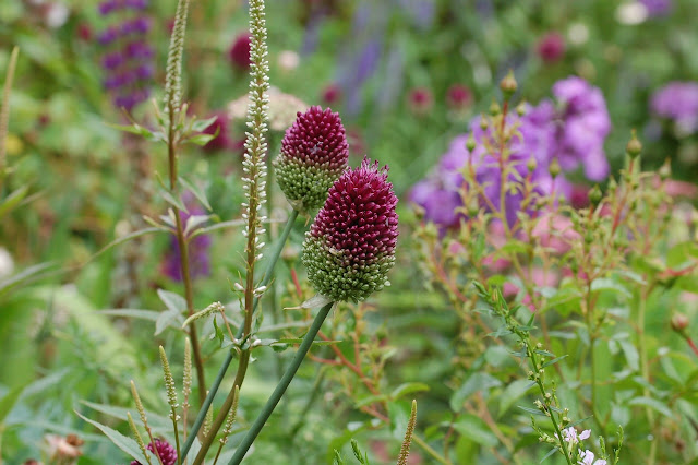 Allium Sphaerocephalon begint te kleuren