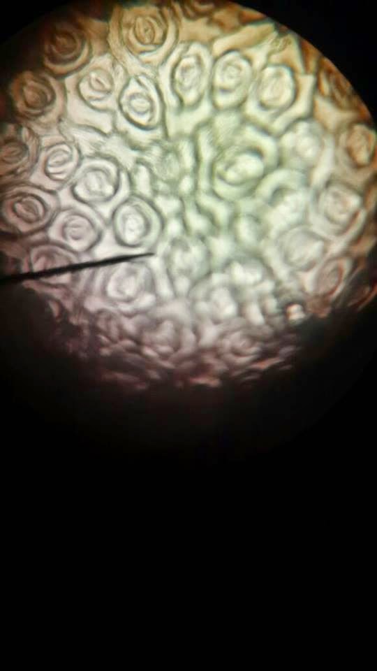 Idea P&P Sains : Stomata Melalui Mikroskop