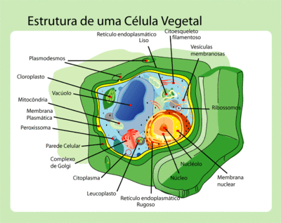 celula vegetal y celula animal. celula animal y celula vegetal