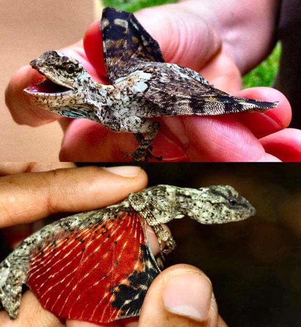 Common Gliding Lizard (Draco Sumatranus) - 28 Awe Inspiring Photos That Prove Just How Cool Mother Nature Is