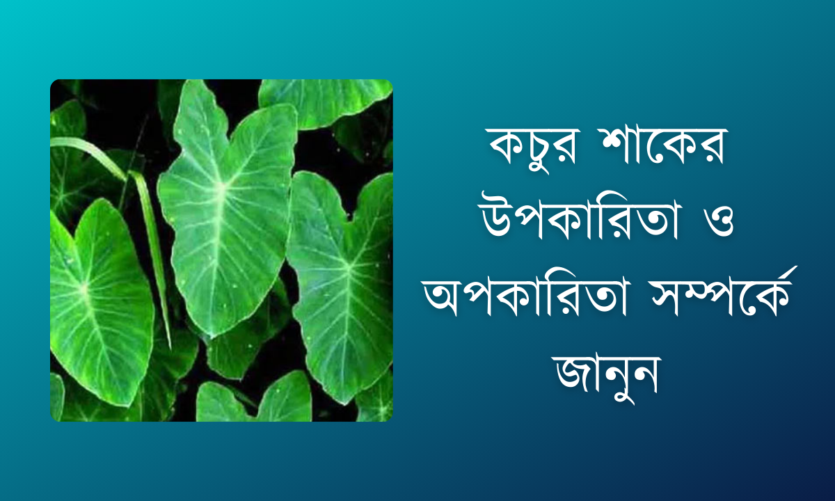 কচুর শাকের উপকারিতা ও অপকারিতা