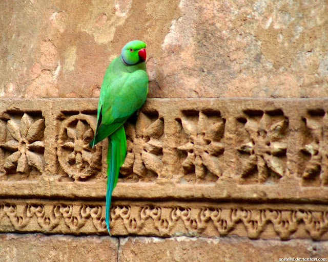 Green Parrot Wallpapers HD