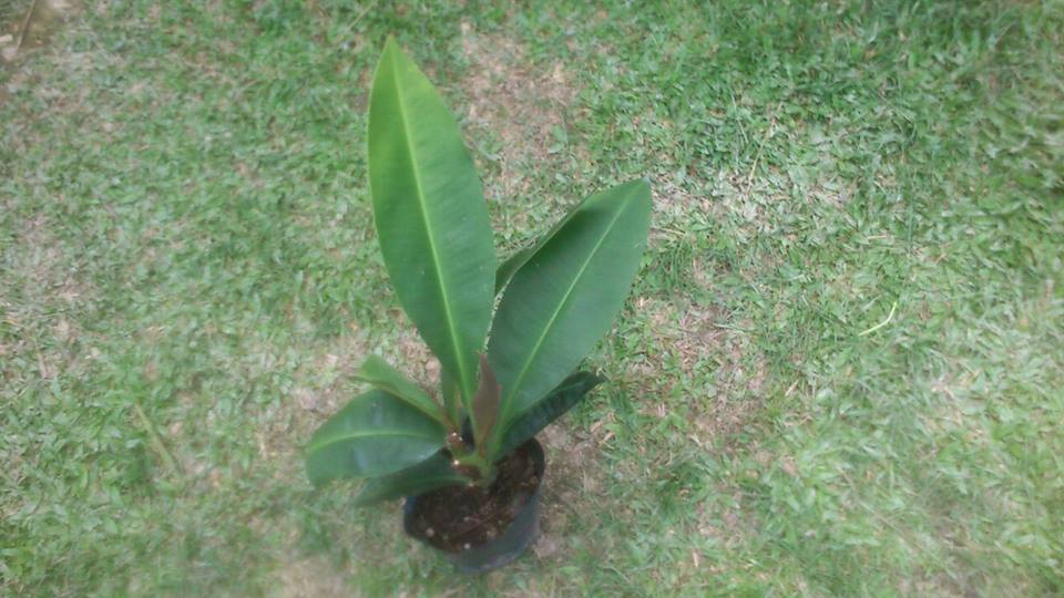 Tanaman Herba Gambar  Pokok Herba