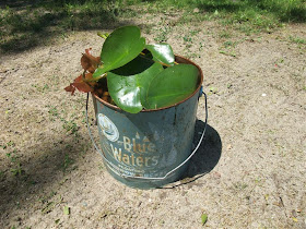 transplant lilly pads from lake to backyard pond