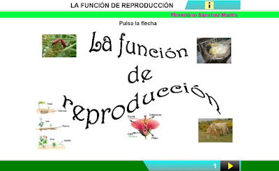 http://www.ceiploreto.es/sugerencias/cplosangeles.juntaextremadura.net/web/curso_4/naturales_4/la_reproduccion/la_reproduccion.html