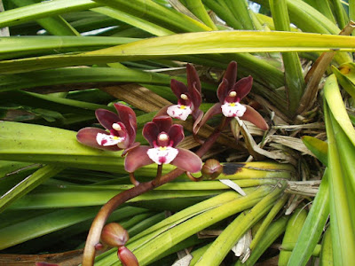 Grow and care Cymbidium atropurpureum orchid - The Black Purple Cymbidium