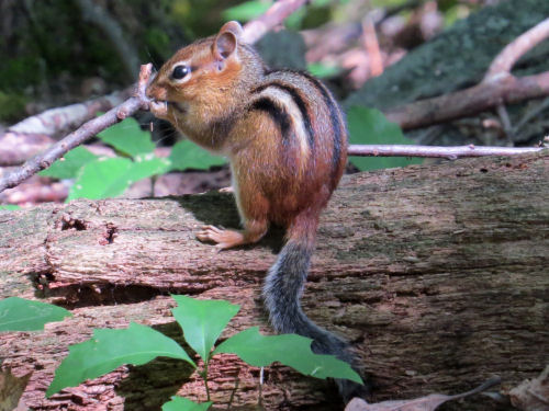 chipmunk