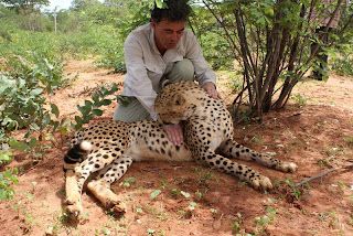 pet cheetah