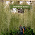 Spanish Moss - Tillandsia Usneoides