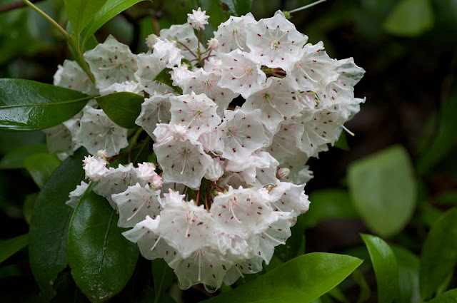 Kalmia latifolia