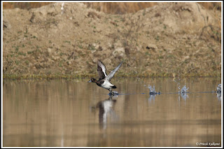 Tufted Duck