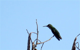 Fiery-tailed Awlbill