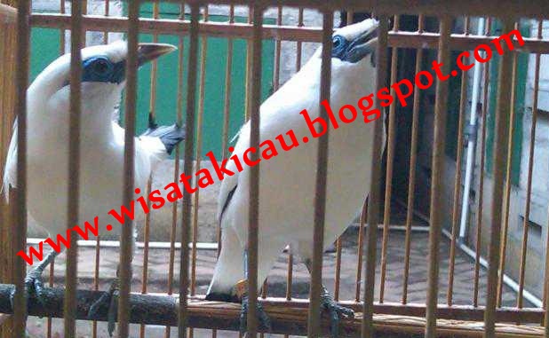 Wisata Kicau Bird Farm: Jenis Jalak