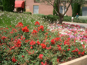 世界の花とみどり スペイン バルセロナ Montserrat 09 6 23