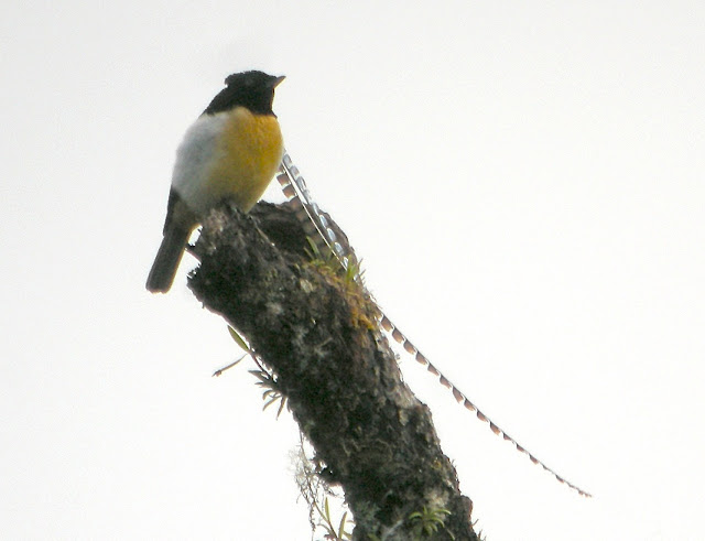 King of Saxony Bird of Paradise - Ave del paraíso de Alberto, o ave del paraíso rey de Sajonia