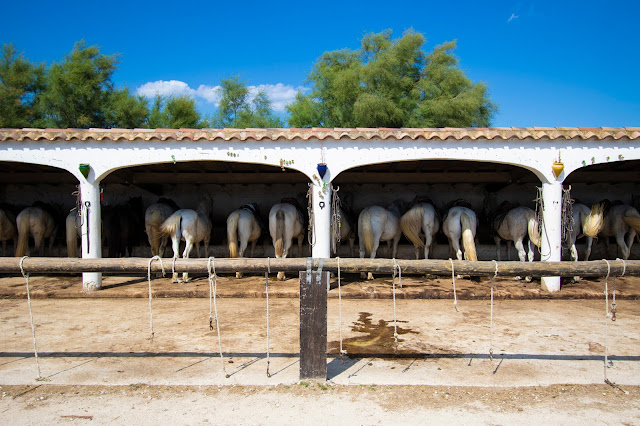 Cavalli della Camargue