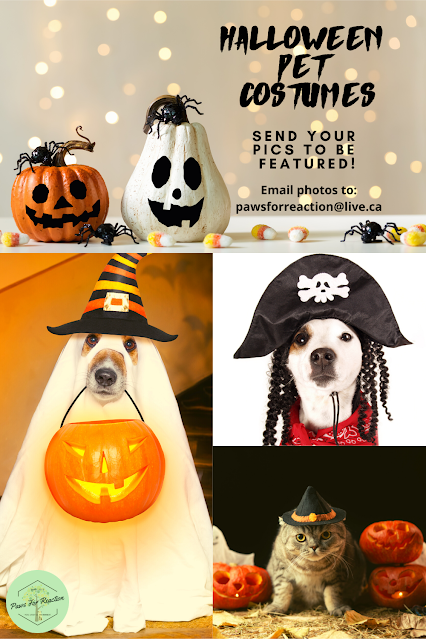 Halloween pet costumes