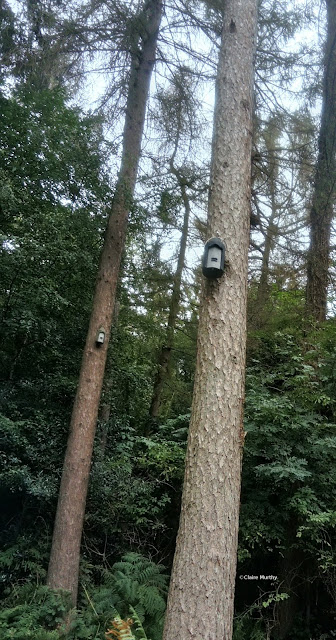 British Wildlife. Bat boxes on trees at the local woods.