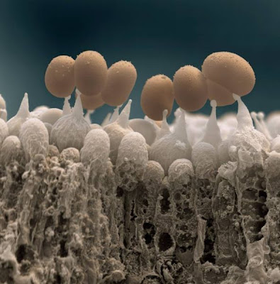 Mushrooms spores