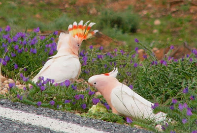 Cacatúa abanderada: Cacatua leadbeateri