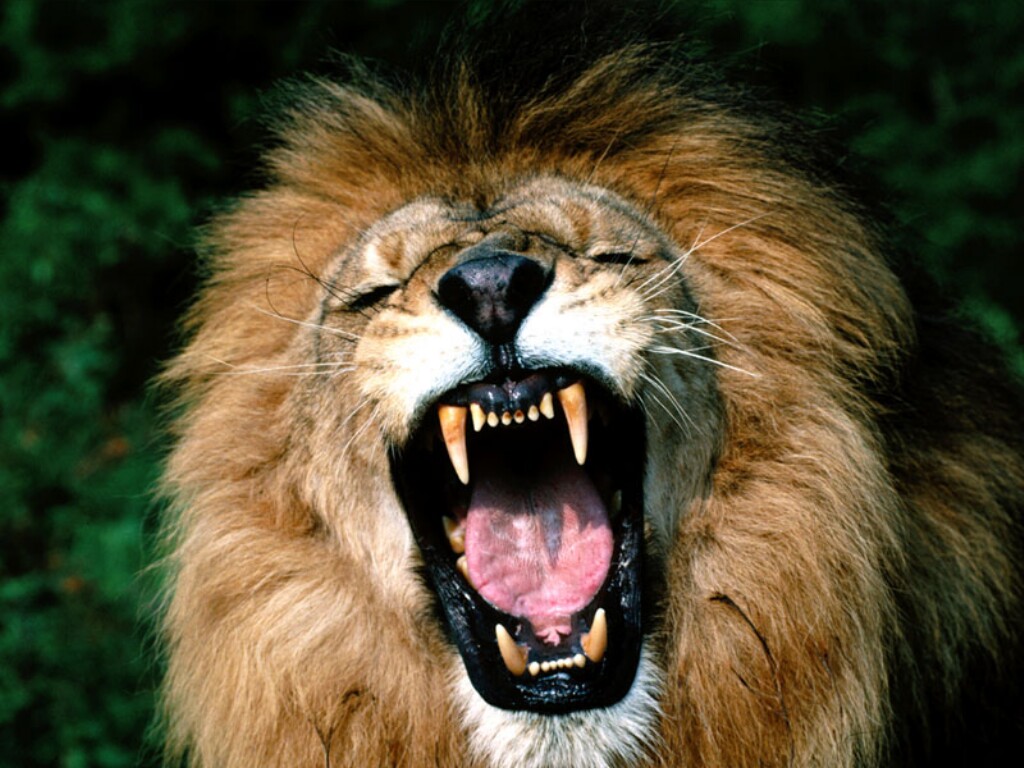 ... Park: Lions Roaring Pics, Roaring Lion Pictures and Closeup Wallpapers