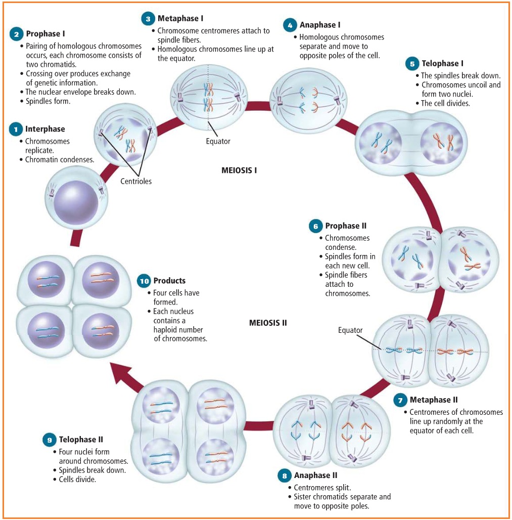 BIOLOGI GONZAGA: GAMETOGENESIS