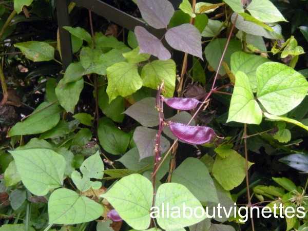 with purple vines flowering pods seed process the and begin purchase to here go seeds again