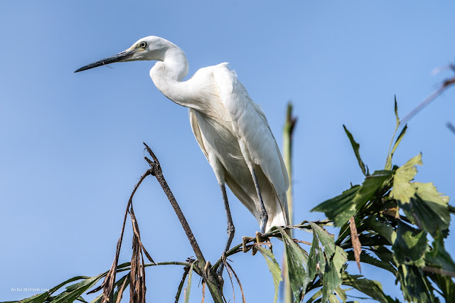An Bui 2024 Vinh Long - Little Egret (Cò trắng)